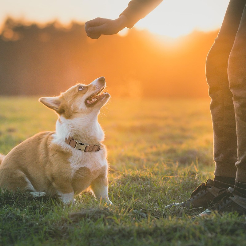 RENEWREVITAL 犬用首輪 ソフトPU製耐久性のあるヘビーデューティー クイックリリース金属バックル付き 子犬用首輪 大型 ブラウン