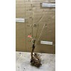 Live Plant Scarlet Surprise (Bill's Red Flesh) grafted, roots wrapped