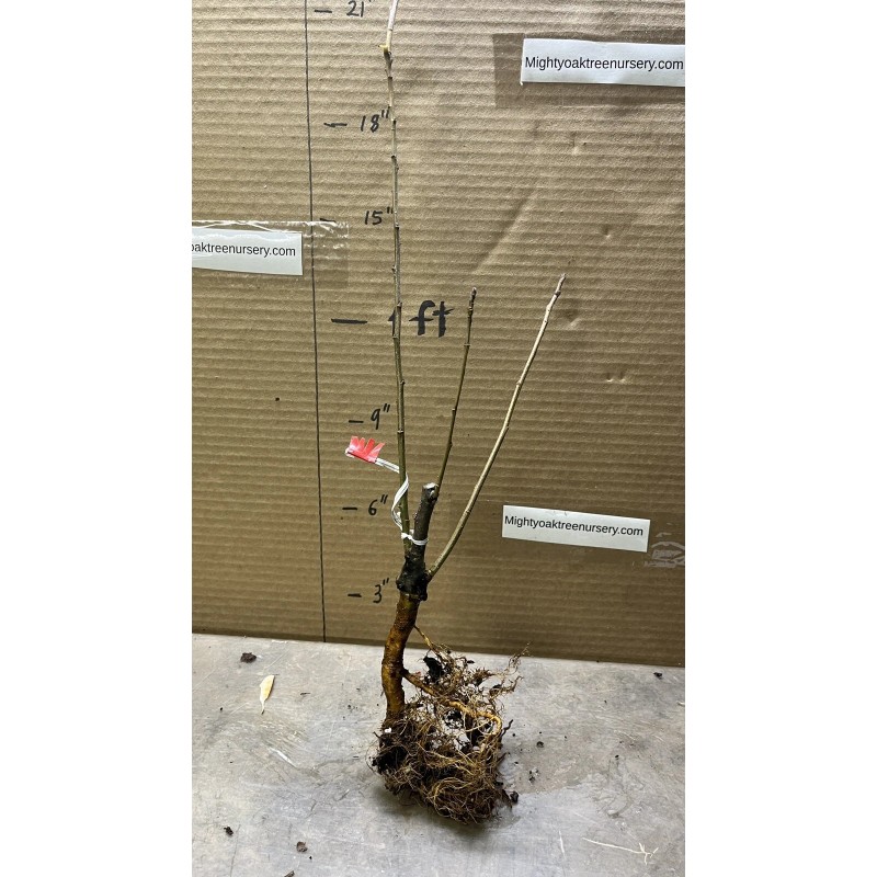 Live Plant Scarlet Surprise (Bill's Red Flesh) grafted, roots wrapped