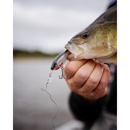Rapala, Angelköder Shad Rap Elite, Angelausrüstung mit Balsa-Konstruktion (ohne Blei, Süßwasserköder, schwimmend, Schwimmtiefe: 3,3 m, 7,5 cm/12 g, hergestellt in Estland, Gilded Live Roach