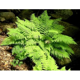 Classy Groundcovers, Athyrium filix-femina, A. angustum, Polypodium/Asplenium/Aspidium/Nephrodium filix-femina (Bare Root Plants, Min 10)