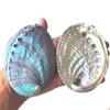 1 Piece Striped Abalone Shell, Abalone Shell Bowl 4-4.5 inches,
