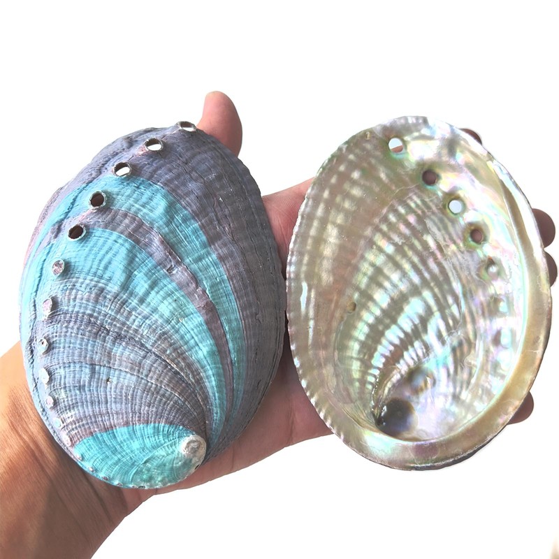 1 Piece Striped Abalone Shell, Abalone Shell Bowl 4-4.5 inches,