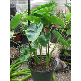 40 Colocasia Seeds, Tropical Elephant Ear Plants for Lush Green Foliage, Easy-to-Grow Ornamental for Indoor Pots & Outdoor Gardens, Bold Foliage for Landscaping & Decorative Planting