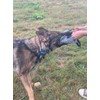 EQ K9 Leather Dog Tug Toy, 3 Solid Handles, Durable