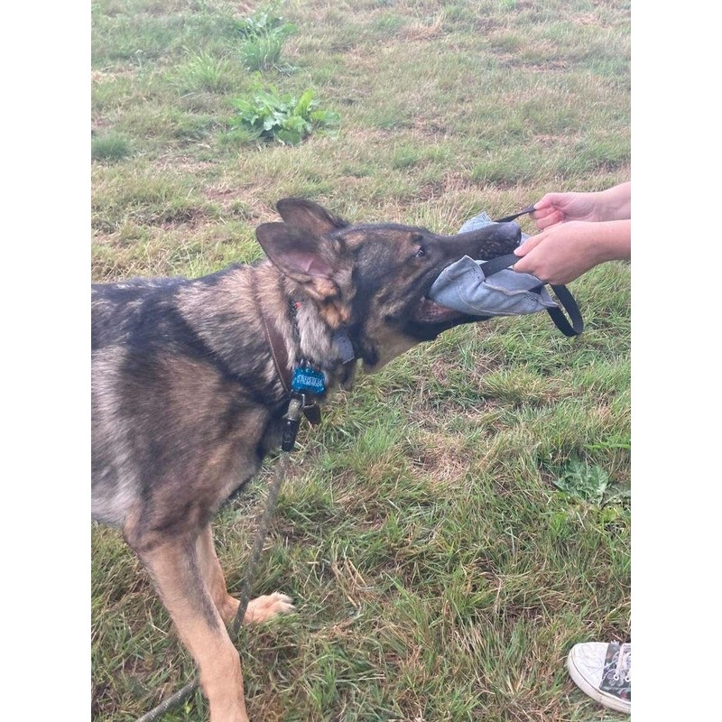 EQ K9 Leather Dog Tug Toy, 3 Solid Handles, Durable