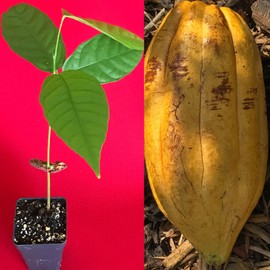 New and Healthy Theobroma Cacao Cocoa Chocolate Fruit Tree - TRINITARIO - Potted Plant Yellow Large