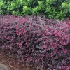 Southern Living Diamond Loropetalum, 2 Gal, Burgundy Foliage and Red