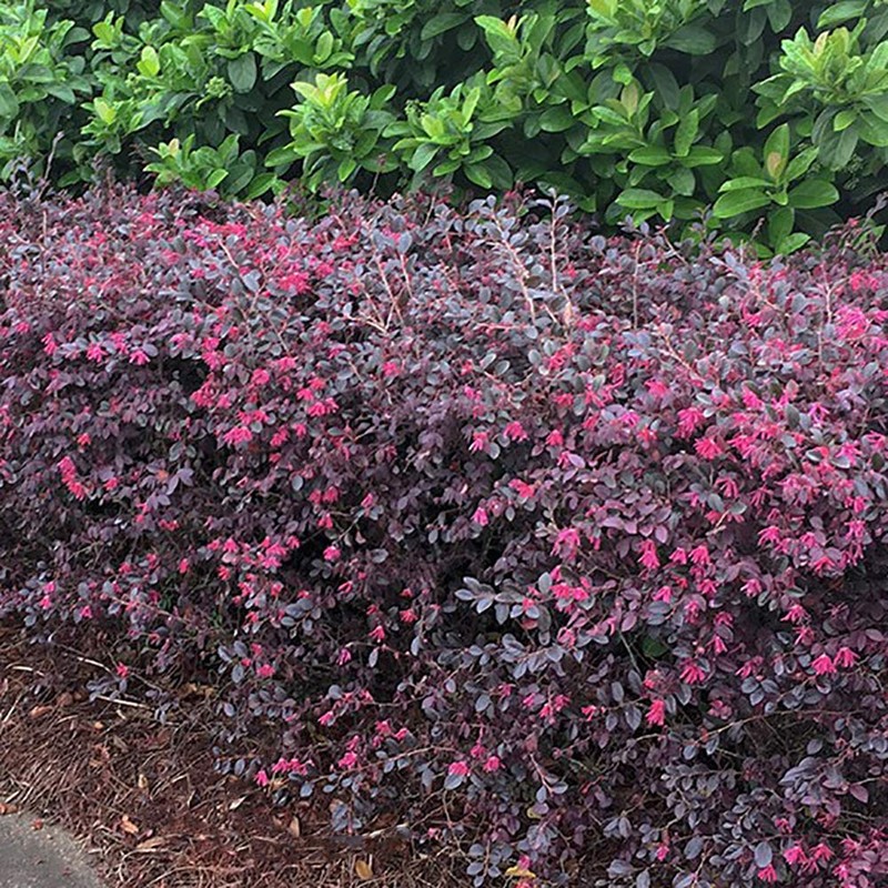 Southern Living Diamond Loropetalum, 2 Gal, Burgundy Foliage and Red