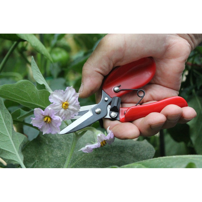 Darlac Floral Shear