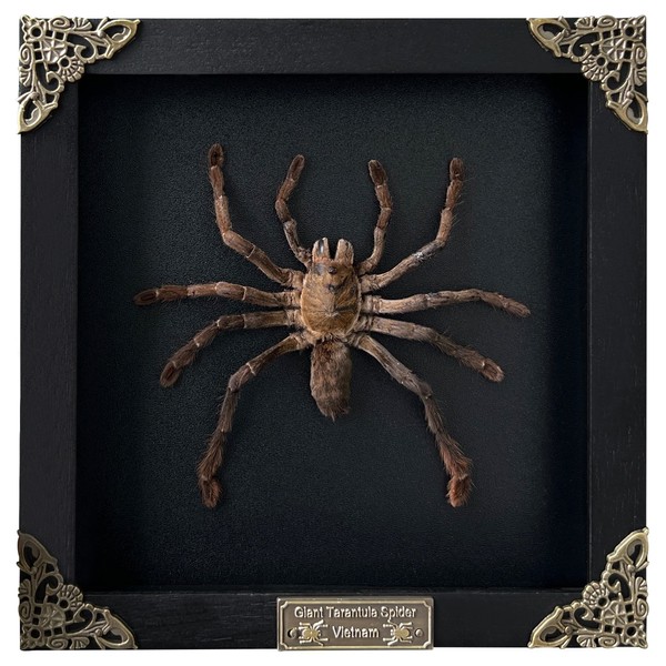 Real Framed Spider Black Frame Beetle Butterfly Handmade Shadow Box Bug Insect Frame Unique Entomology Specimen Oddities Taxidermy Collection Tabletop Wall Art Decoration Artwork Home Decor K18-56-DE