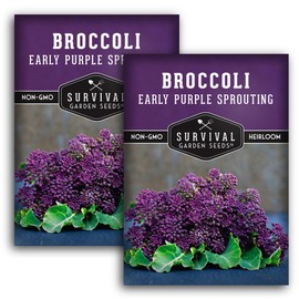Early Purple Sprouting Broccoli Seed for Planting - 2 Packets with Instructions to Plant and Grow Farm Fresh Broccoli Your Home Garden - Non-GMO Heirloom Variety - Survival Garden Seeds