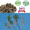 DABC OAK LAND Premium Moringa Seed, Premium Dry Goods, Edible