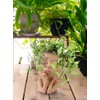 Face Planter Pots Head Planter Face Flower Pot Head Planter