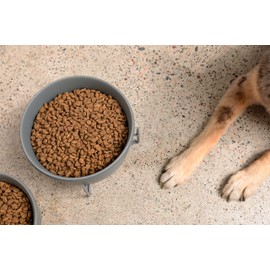 Waggo Simple Solid Dog Bowl with Iron Stand – Elevated Ceramic Feeder or Water Bowl for Small or Large Dogs (Large, Dolphin)