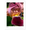 Iris, Flower of the Rainbow (Wall Calendar 2025 DIN A3