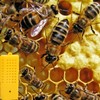 Bee Queen Cages, Plastic Queen Bee Cages, Queen Bee Cages,
