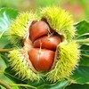 Chestnut kernels: 200g (7.05oz) shelled chestnut kernels in individual small