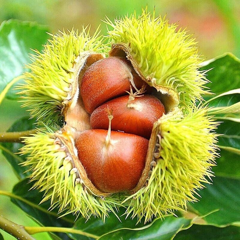 Chestnut kernels: 200g (7.05oz) shelled chestnut kernels in individual small