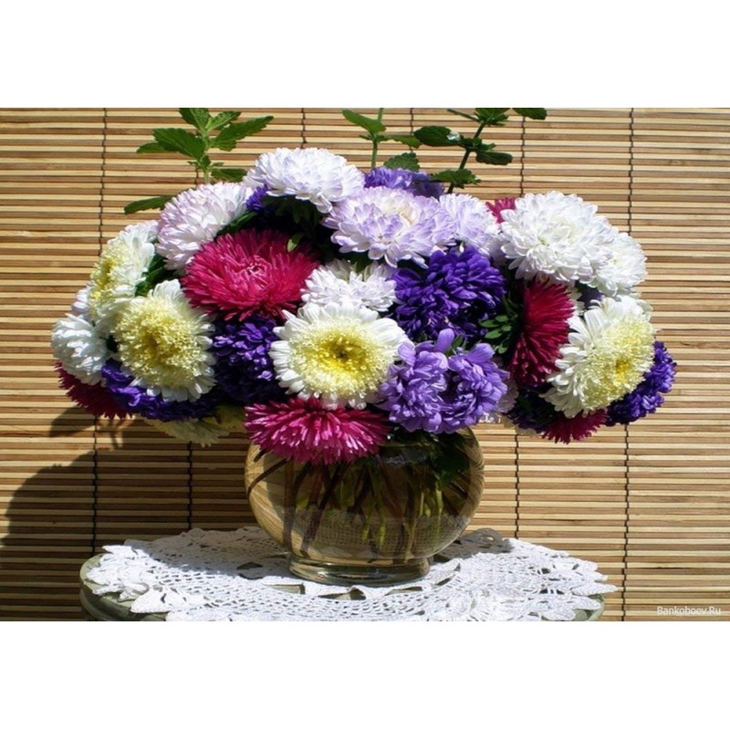 22Day Seeds: Seeds Aster Pompon Mix/Annual Flowers