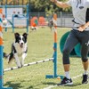 3Pack Set - Dog Clicker for Training, Retractable Target Stick,