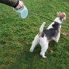 Mycicy No Handle Dog Leash 3 FT / 6 FT,
