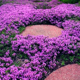 20000+ Magic Purple Creeping Thyme Seeds for Planting Ground Cover Plants Heirloom Flowers Perennial Thyme Non-GMO Thymus Serpyllum Seed