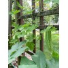 TomorrowSeeds Green Bitter Melon Seeds | Smooth Gourd Karela USA