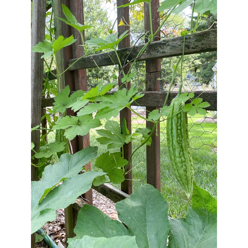 TomorrowSeeds Green Bitter Melon Seeds | Smooth Gourd Karela USA