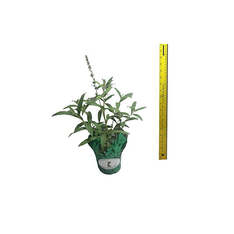 Butterfly Bush Honeycomb - Buddliea x weyeriana Hybrid - Live