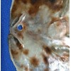 Salty Pelican Drilled Hole Saddle Oysters Large Size Range 4"
