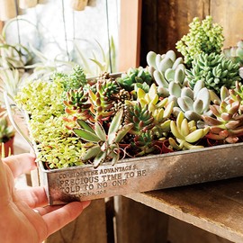 Tin Tray - S (1 piece) ZYU-BTS