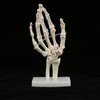 Skeleton Hand Model Human Wrist Medical Anatomical Study Skeleton Model