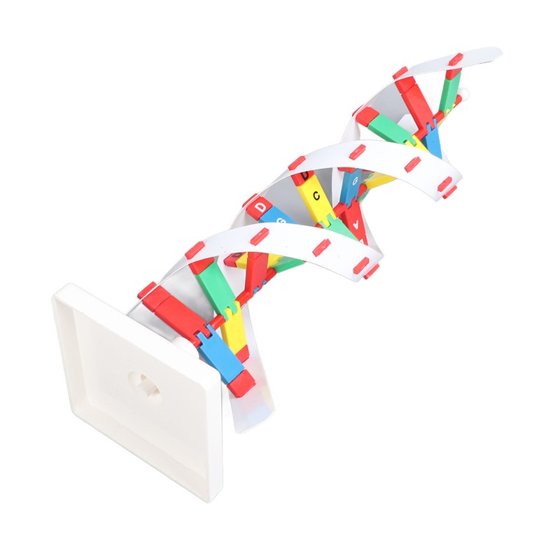 DNA Structure Model Colorful Double Spiral Assemble Model Science Educational
