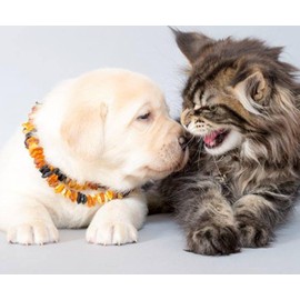 Echte Bernsteinkette für Katzen & kleine Hunde Stylisch Glänzend Bernstein Halsband & Kette das sogar die Nachbarskatze neidisch Macht Perfekter Look für kleine Vierbeiner mit Stil (BUNT, 24 cm)