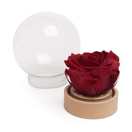 ROSEMARIE SCHULZ Heidelberg Infinity Rose in Glass Real Durable Long Lasting Rose in Glass Ball (Large, Dark Red)