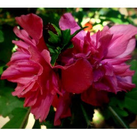 DESBEBE Live Plant - Live Plants Double RED Althea Rose of Sharon Hibiscus Flowers 1/2 to1' Starter