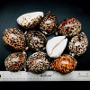 Polished Tiger Cowrie Sea Shell Premium Quality Rare Unique Sea