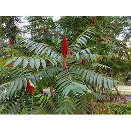 Rhus typhina Staghorn Sumac 500 Seeds