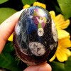 Orthoceras fossil stone polished Natural Healing Crystal Gemstone Egg