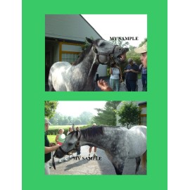 2 Monarchos 8" by 10" Photos Claiborne Farm Kentucky Derby Horse Racing Set #2