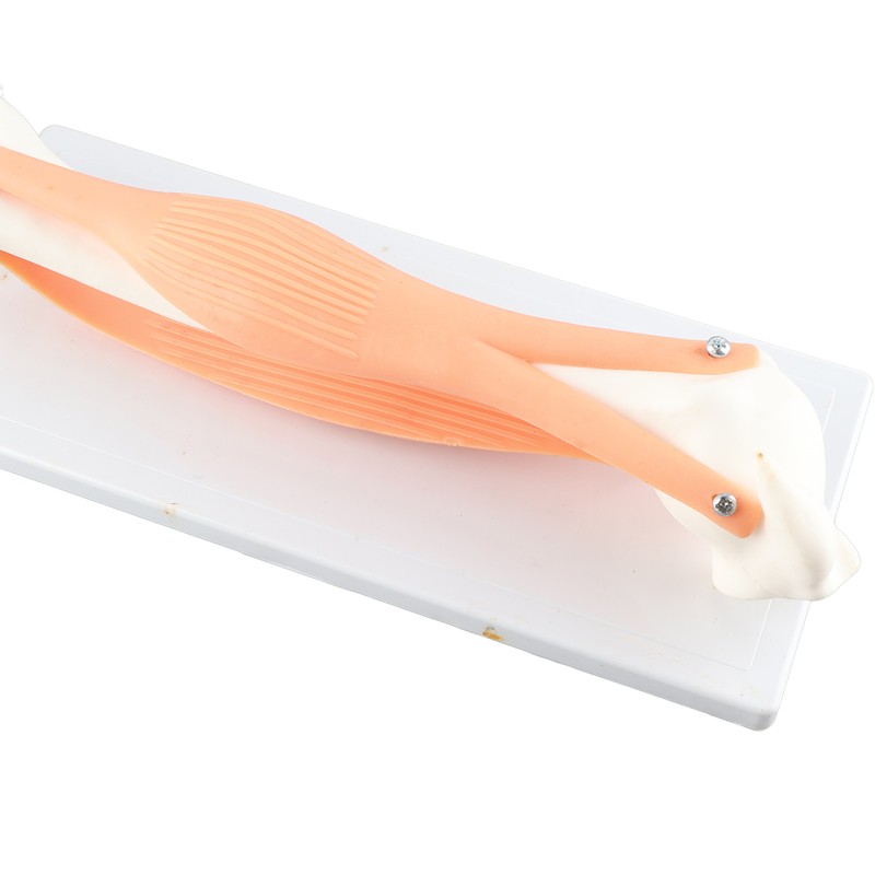 Arm Moving Model Anatomical Elbow Joint Motion Model Primary School
