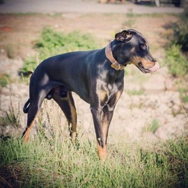 Bestia "Classic Padded Leather Dog Collar. Hand Made in Europe. Up to 2 inch Width, 100% Leather, 7 Sizes