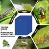 Qualirey 50 Pcs 6 x 8 Inch Sticky Traps for
