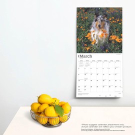 Collies | 2025 12 x 24 Inch Monthly Square Wall Calendar | BrownTrout | Animals Dog Breeds