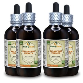Kalanchoe Pinnata (Bryophyllum Pinnatum) Tincture, Dried Leaves and Stems Liquid Extract (Brand Name: HerbalTerra, Proudly Made in USA) 4x4 fl.oz (4x120 ml)