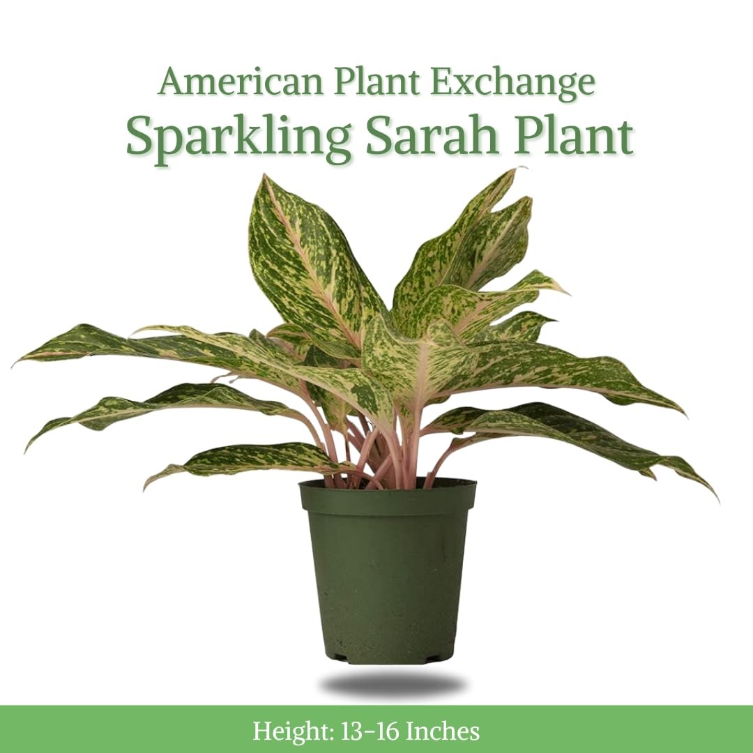 Aglaonema Sparkling Sarah - Thumbnail 5