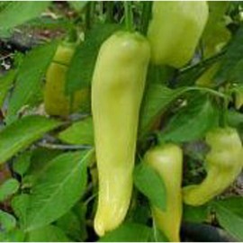 Volcano Hot Peppers Seeds (25 Seed Pack) Seeds for Planting in Gardens, Greenhouse, Farm, Vegetable Seeds