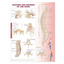 Anatomy and Injuries of The Spine: Anatomical Chart