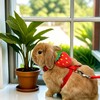 Bunny Harness and Leash for Rabbits,Bunny Vest Leash Eescape Proof